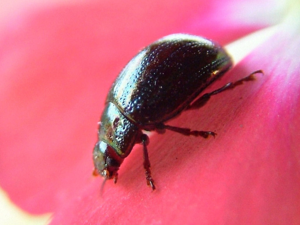 Chrysolina americana
